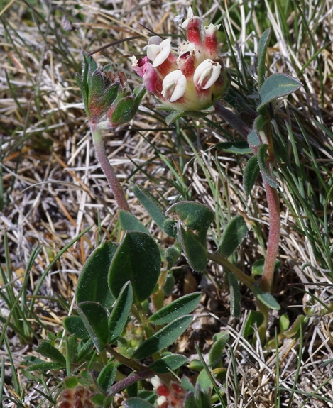 Pflanzenbild gross Walliser Wundklee - Anthyllis vulneraria subsp. valesiaca