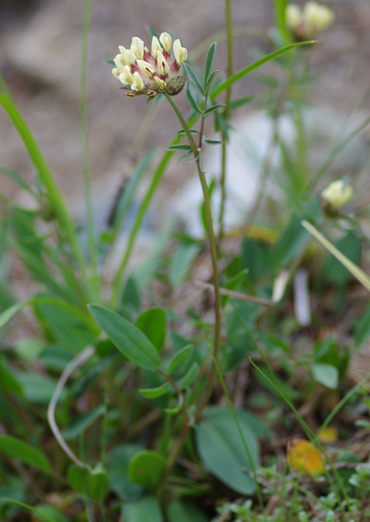 Pflanzenbild gross Walliser Wundklee - Anthyllis vulneraria subsp. valesiaca