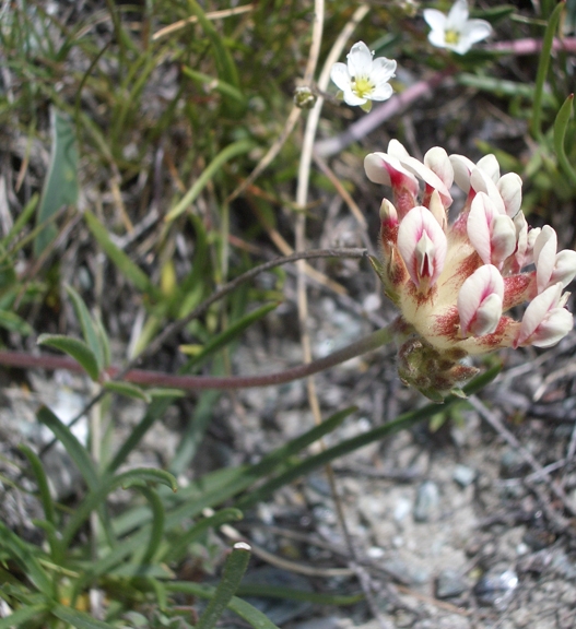 Pflanzenbild gross Walliser Wundklee - Anthyllis vulneraria subsp. valesiaca