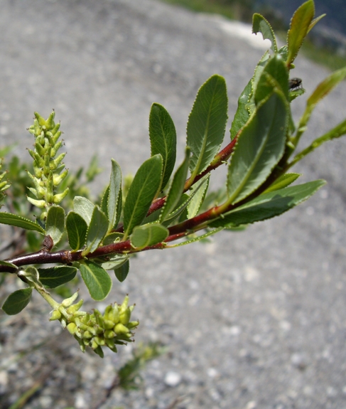 Pflanzenbild gross Stink-Weide - Salix foetida