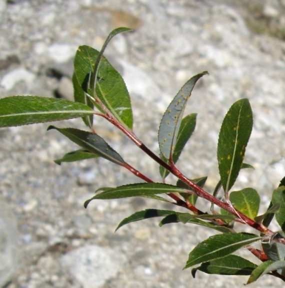Pflanzenbild gross Stink-Weide - Salix foetida