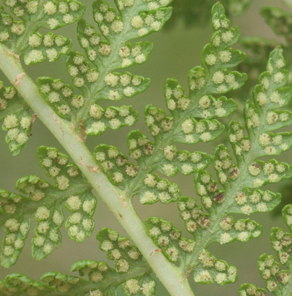 Pflanzenbild gross Gebirgs-Frauenfarn - Athyrium distentifolium