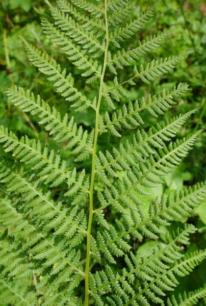Pflanzenbild gross Gebirgs-Frauenfarn - Athyrium distentifolium