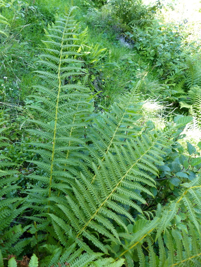Pflanzenbild gross Bergfarn - Oreopteris limbosperma