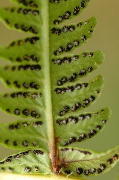 Pflanzenbild gross Bergfarn - Oreopteris limbosperma