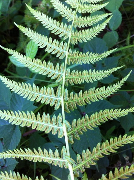 Pflanzenbild gross Bergfarn - Oreopteris limbosperma