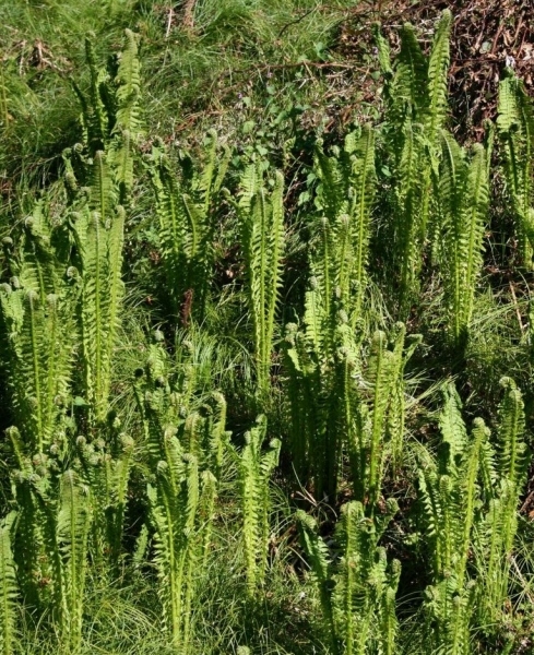 Pflanzenbild gross Straussfarn - Matteuccia struthiopteris
