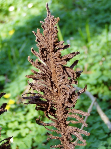 Pflanzenbild gross Straussfarn - Matteuccia struthiopteris