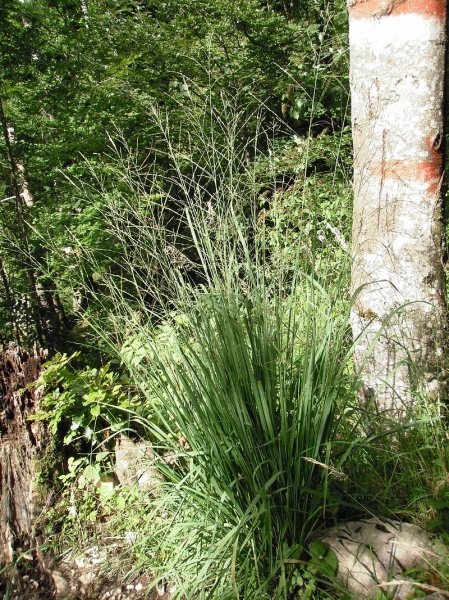 Pflanzenbild gross Rohr-Pfeifengras - Molinia arundinacea