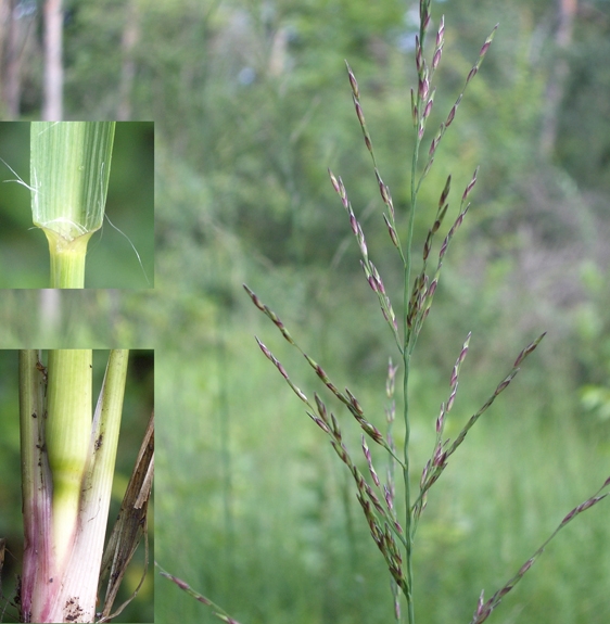 Pflanzenbild gross Rohr-Pfeifengras - Molinia arundinacea