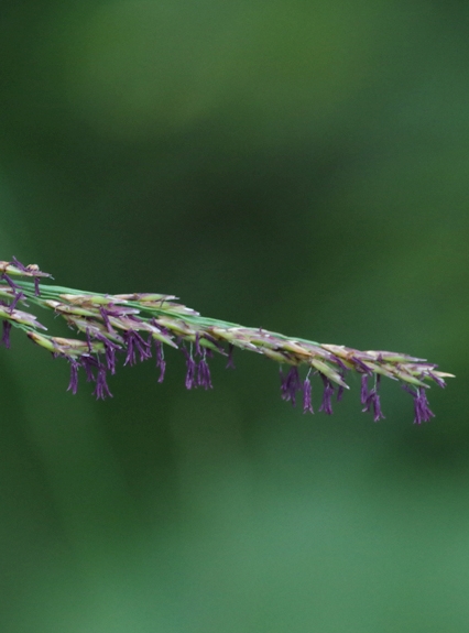 Pflanzenbild gross Rohr-Pfeifengras - Molinia arundinacea