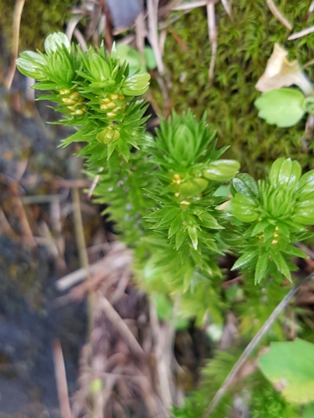 Pflanzenbild gross Tannenbärlapp - Huperzia selago