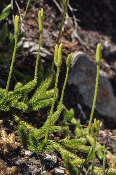 Pflanzenbild gross Keulen-Bärlapp - Lycopodium clavatum