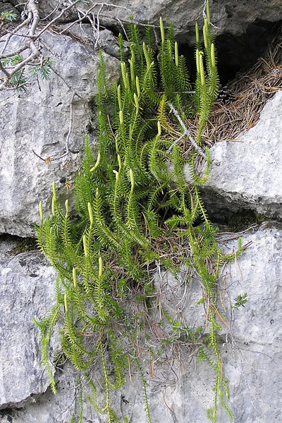Pflanzenbild gross Wald-Bärlapp - Lycopodium annotinum