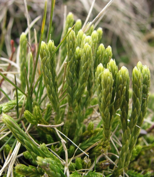 Pflanzenbild gross Alpen-Flachbärlapp - Diphasiastrum alpinum