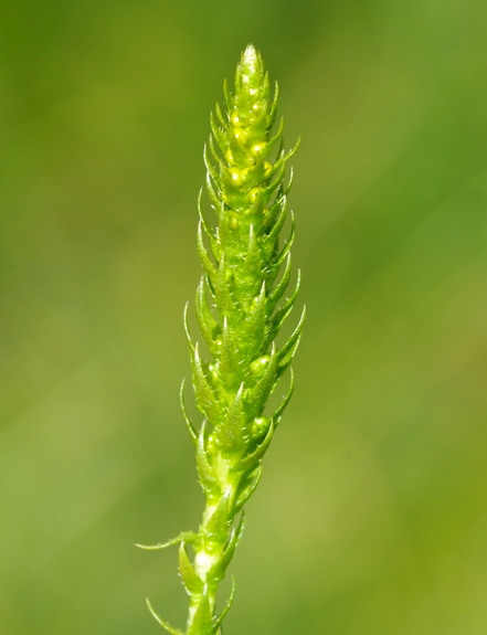 Pflanzenbild gross Dorniger Moosfarn - Selaginella selaginoides