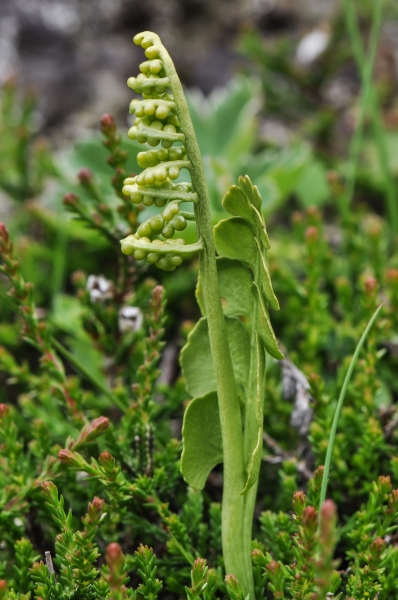 Pflanzenbild gross Echte Mondraute - Botrychium lunaria