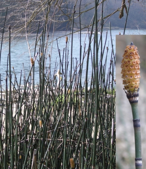Pflanzenbild gross Winter-Schachtelhalm - Equisetum hyemale