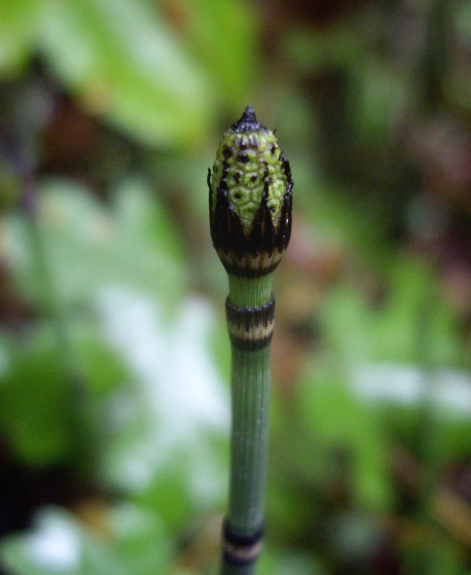 Pflanzenbild gross Winter-Schachtelhalm - Equisetum hyemale