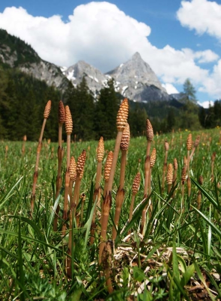 Pflanzenbild gross Acker-Schachtelhalm - Equisetum arvense