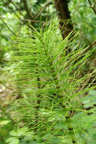 Pflanzenbild gross Riesen-Schachtelhalm - Equisetum telmateia