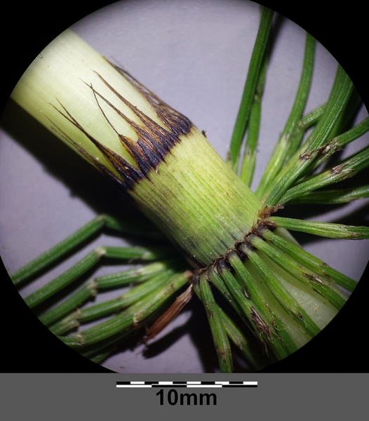 Pflanzenbild gross Riesen-Schachtelhalm - Equisetum telmateia