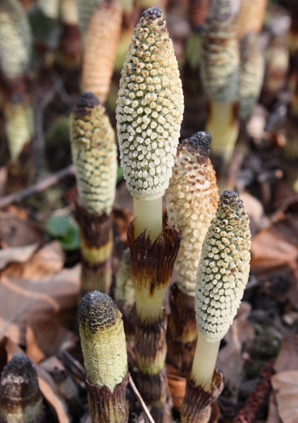 Pflanzenbild gross Riesen-Schachtelhalm - Equisetum telmateia