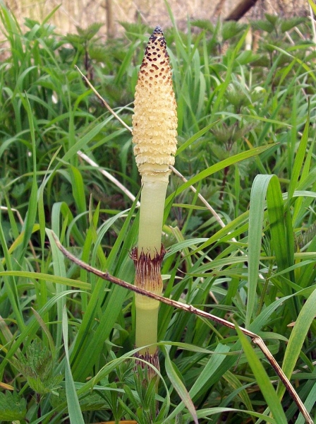 Pflanzenbild gross Riesen-Schachtelhalm - Equisetum telmateia