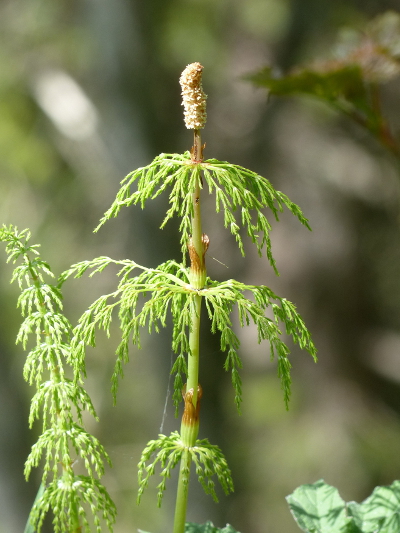 Pflanzenbild gross Wald-Schachtelhalm - Equisetum sylvaticum