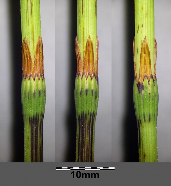 Pflanzenbild gross Wald-Schachtelhalm - Equisetum sylvaticum