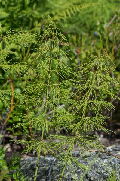 Pflanzenbild gross Wald-Schachtelhalm - Equisetum sylvaticum