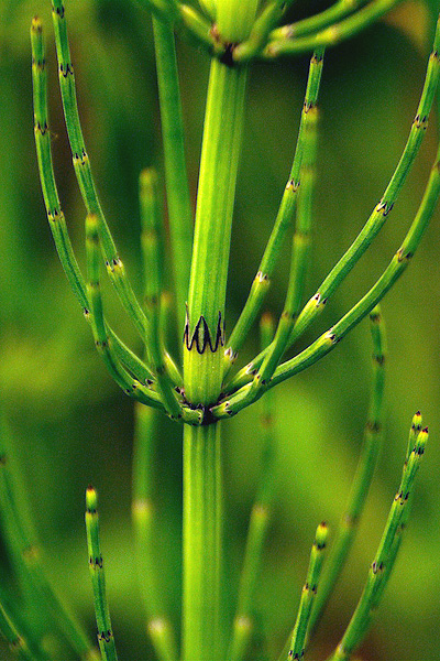 Pflanzenbild gross Sumpf-Schachtelhalm - Equisetum palustre