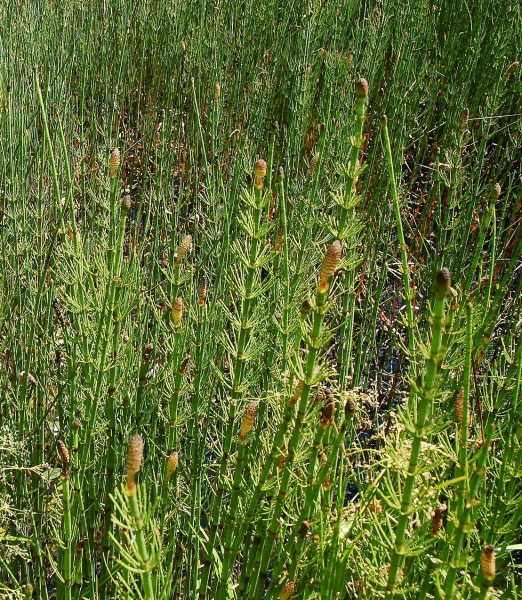 Pflanzenbild gross Sumpf-Schachtelhalm - Equisetum palustre
