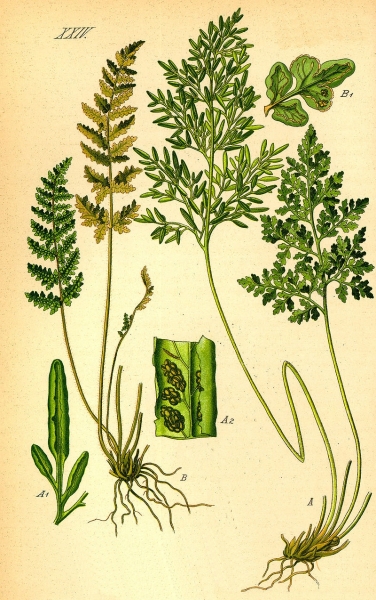 Pflanzenbild gross Krauser Rollfarn - Cryptogramma crispa