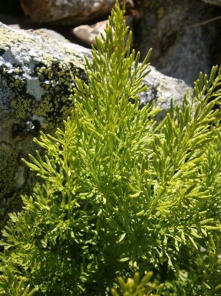 Pflanzenbild gross Krauser Rollfarn - Cryptogramma crispa