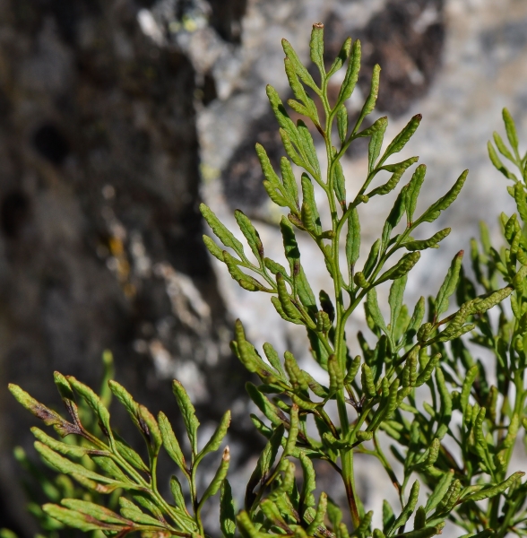 Pflanzenbild gross Krauser Rollfarn - Cryptogramma crispa