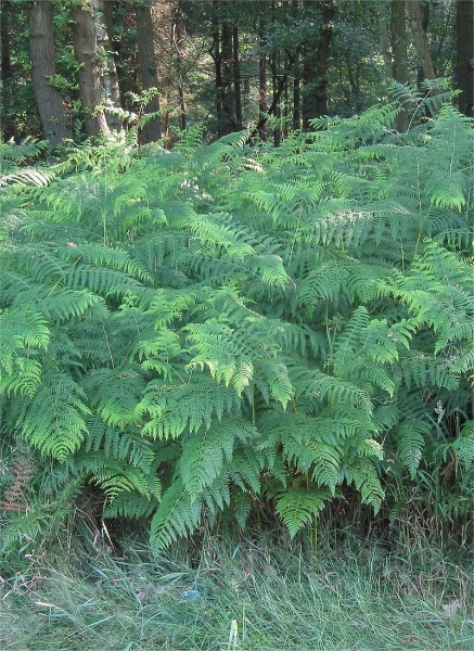 Pflanzenbild gross Adlerfarn - Pteridium aquilinum