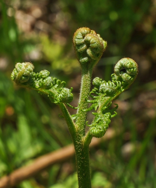 Pflanzenbild gross Adlerfarn - Pteridium aquilinum