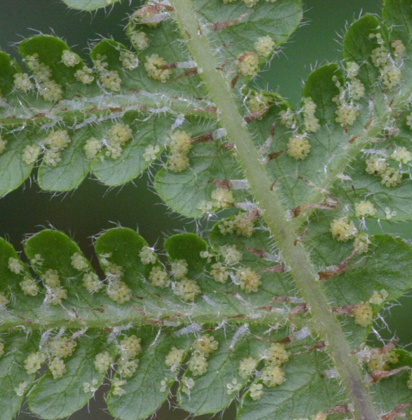 Pflanzenbild gross Buchenfarn - Phegopteris connectilis