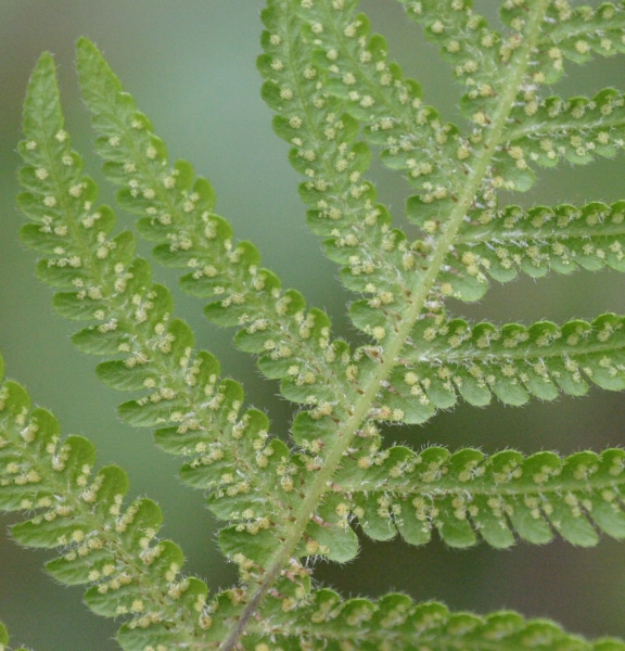 Pflanzenbild gross Buchenfarn - Phegopteris connectilis