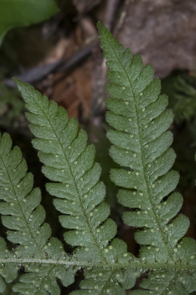 Pflanzenbild gross Buchenfarn - Phegopteris connectilis