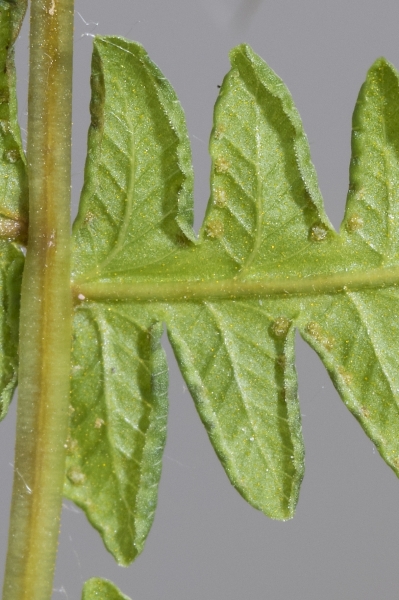 Pflanzenbild gross Bergfarn - Oreopteris limbosperma