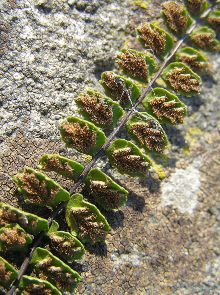 Pflanzenbild gross Braunstieliger Streifenfarn - Asplenium trichomanes
