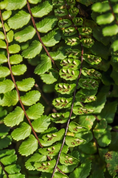 Pflanzenbild gross Braunstieliger Streifenfarn - Asplenium trichomanes