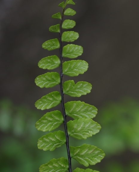 Pflanzenbild gross Braunstieliger Streifenfarn - Asplenium trichomanes