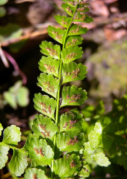 Pflanzenbild gross Grünstieliger Streifenfarn - Asplenium viride