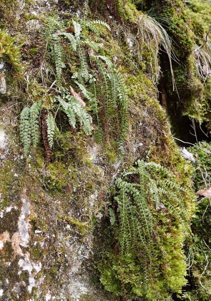 Pflanzenbild gross Grünstieliger Streifenfarn - Asplenium viride