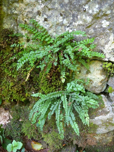 Pflanzenbild gross Grünstieliger Streifenfarn - Asplenium viride