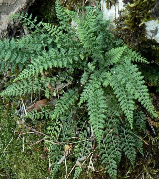 Pflanzenbild gross Quell-Streifenfarn - Asplenium fontanum