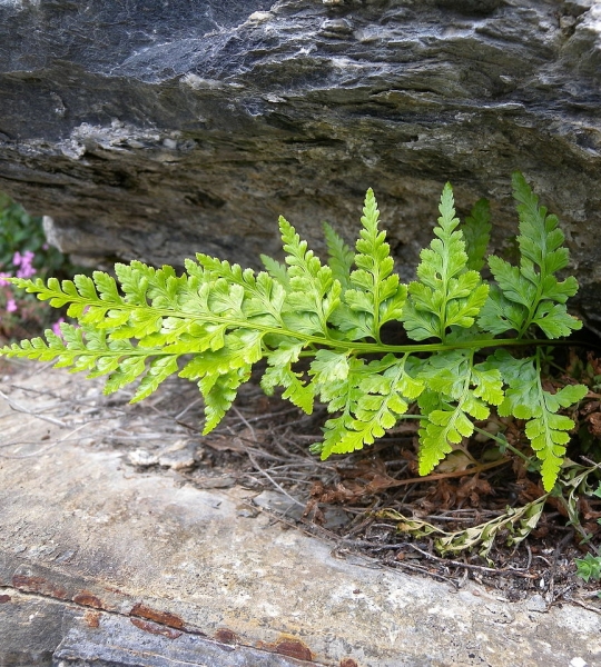 Pflanzenbild gross Schwarzstieliger Streifenfarn - Asplenium adiantum-nigrum
